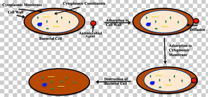 Bleach Bacterial Cell Structure Disinfectants Antimicrobial PNG, Clipart, Antibiotics, Antimicrobial, Antimicrobial Resistance, Antiseptic, Area Free PNG Download