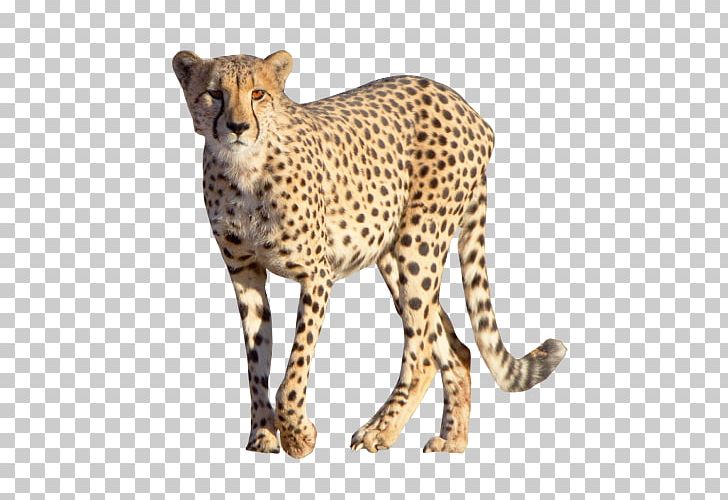 Cheetah Leopard Felidae PNG, Clipart, Animals, Big Cats, Carnivoran, Cat Like Mammal, Clouded Leopard Free PNG Download