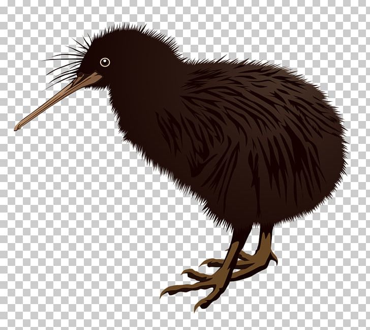 Flightless Bird Free Content PNG, Clipart, Beak, Bird, Birds Clipart, Cartoon, Drawing Free PNG Download