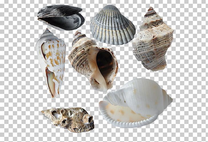 Cockle Conchology Seashell Veneroida PNG, Clipart, Animal, Animals, Clam, Clams Oysters Mussels And Scallops, Cockle Free PNG Download