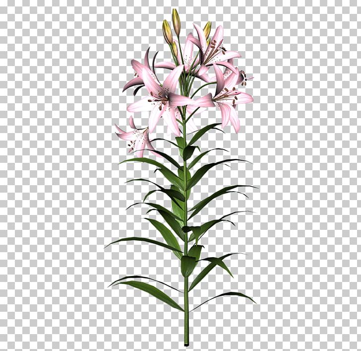 Cut Flowers Easter Lily Tiger Lily PNG, Clipart, Animaux, Bisou, Cut Flowers, Easter Lily, Fleur Free PNG Download
