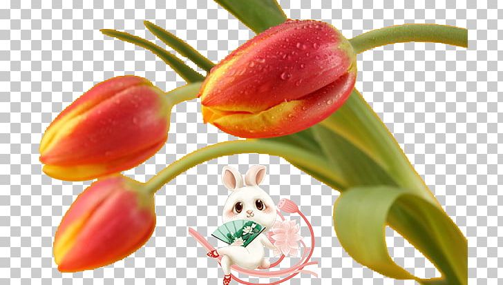 Flower Tulip PNG, Clipart, Cartoon, Cartoon Rabbit, Designer, Diet Food, Download Free PNG Download