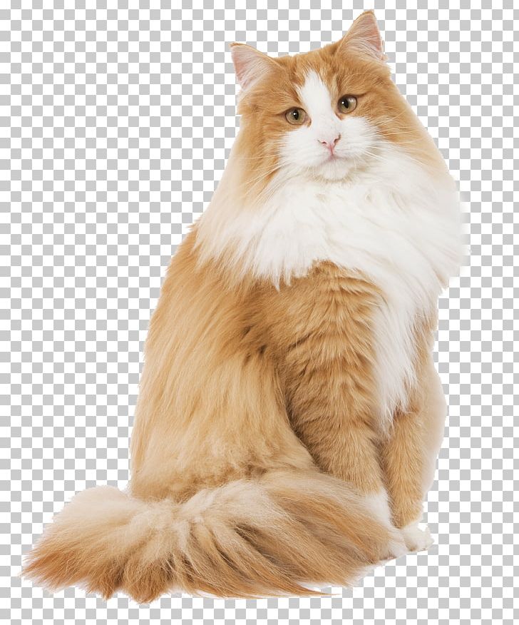 Norwegian Forest Cat Cat Food Kitten Dog Pet PNG, Clipart, Aegean Cat, Animals, Bedding, Carnivoran, Cat Free PNG Download