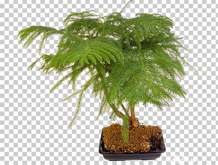Bonsai Flowerpot Houseplant Tree Ornamental Plant PNG, Clipart, Bonsai, Centerblog, Cyclamen, Evergreen, Fig Trees Free PNG Download