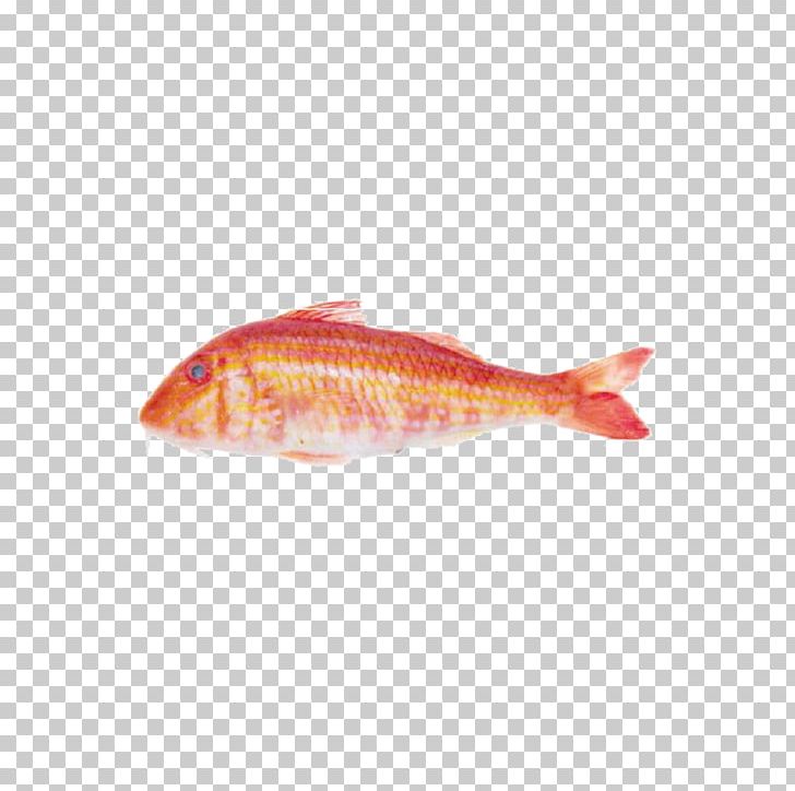 Northern Red Snapper Fish Products Perch Marine Biology PNG, Clipart, Animals, Animal Source Foods, Biology, Bony Fish, Fish Free PNG Download