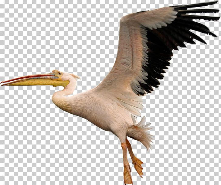 Pelican PNG, Clipart, Pelican Free PNG Download