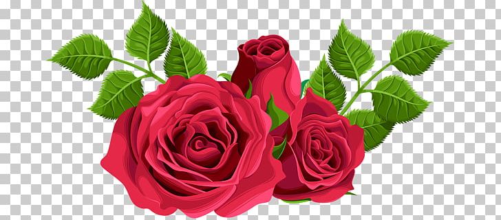 Rose PNG, Clipart, Rose Free PNG Download