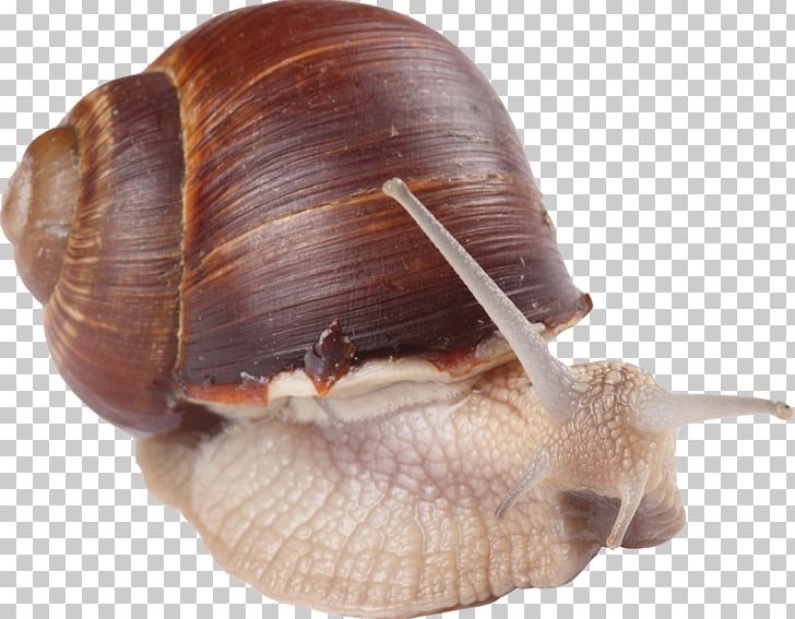 Snail Escargot Orthogastropoda Animal PNG, Clipart, 3d Animation, Animals, Animation, Anime Character, Anime Girl Free PNG Download