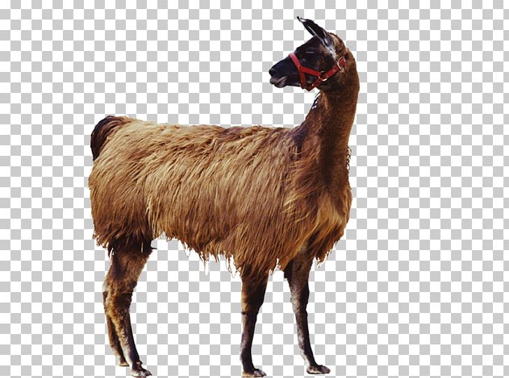 Goat Llama Alpaca Icon PNG, Clipart, Animal, Animals, Background Black, Black Background, Black Board Free PNG Download