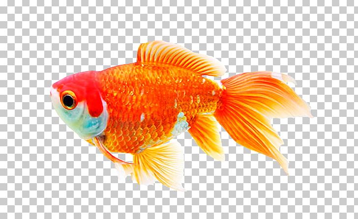 Goldfish Siamese Fighting Fish Shark Aquariums Fin PNG, Clipart, Animals, Aquarium, Aquariums, Blue Runner, Bony Fish Free PNG Download