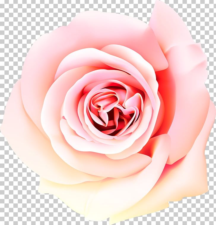Perfume Desktop Beach Rose PNG, Clipart, Closeup, Computer Wallpaper, Cute, Cut Flowers, Desk Free PNG Download