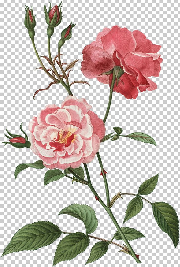 Rose Flower Floral Design Botany PNG, Clipart, Branch, China Rose, Cut Flowers, Digital Image, Floribunda Free PNG Download