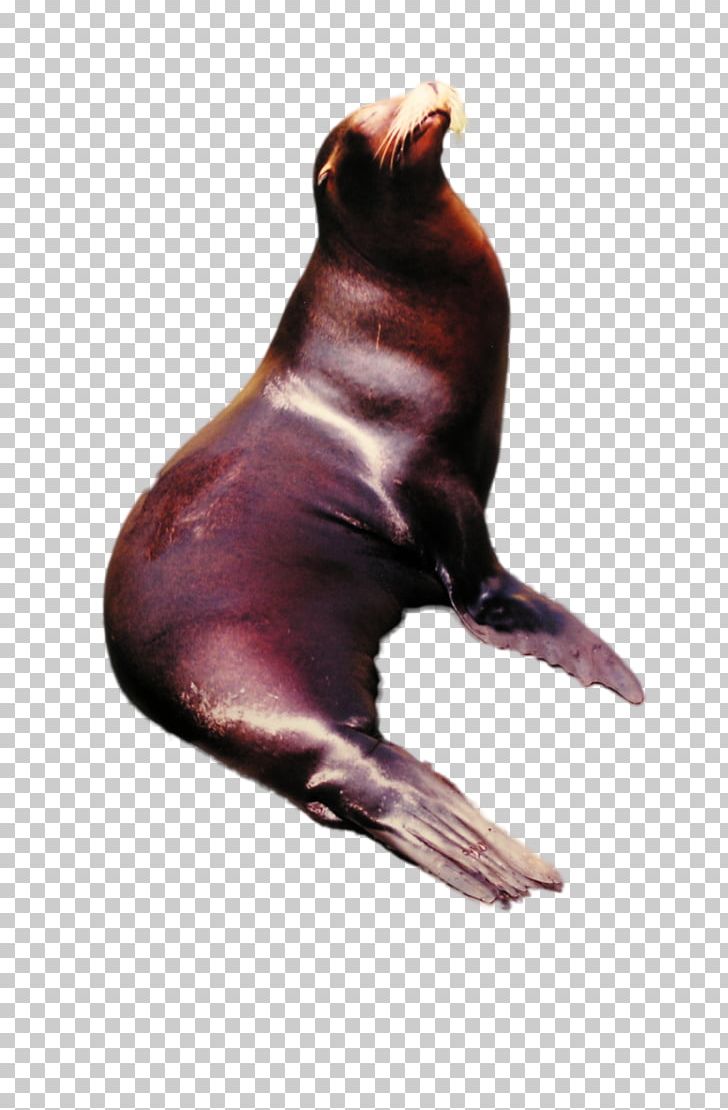 Sea Lion Marine Mammal PNG, Clipart, Animal, Animals, Art, Deviantart, Lion Free PNG Download