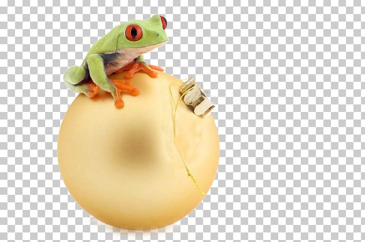 Tree Frog Advertising PNG, Clipart, Advertising, Agricultural Products, Amphibian, Animal, Animals Free PNG Download