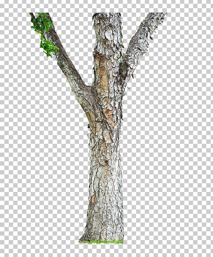 Trunk Shutterstock Stock Photography Twig PNG, Clipart, Branch, M083vt, Others, Plant, Plant Stem Free PNG Download