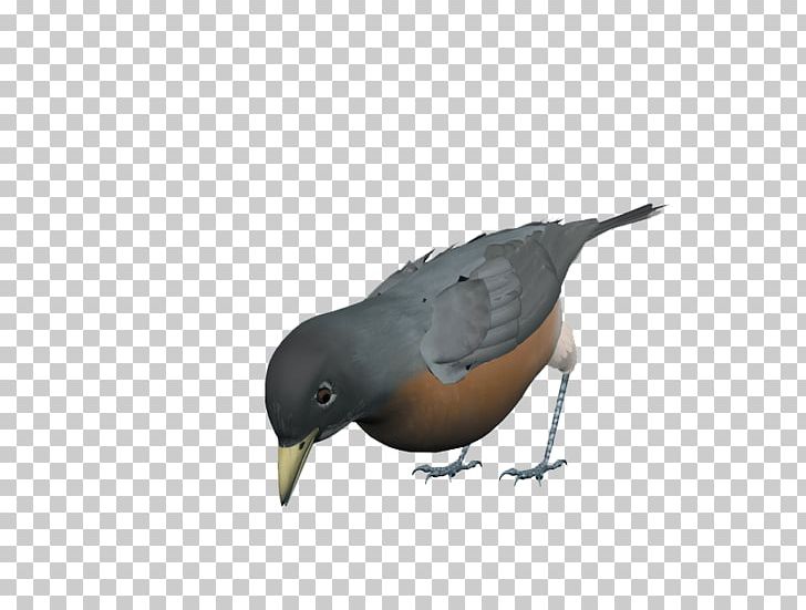 Bird Eurasian Magpie Rock Dove Beak PNG, Clipart, Animal, Animals, Background Gray, Beak, Bird Free PNG Download
