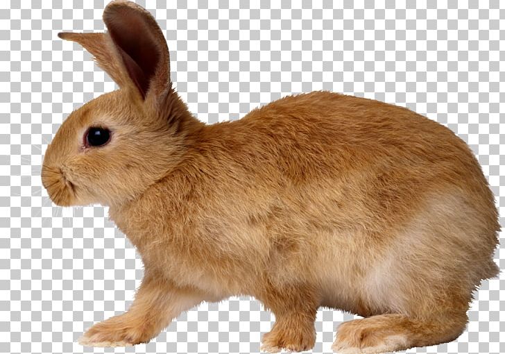 Easter Bunny Rabbit Dog PNG, Clipart, Angel Bunny, Animals, Computer Icons, Cottontail Rabbit, Domestic Rabbit Free PNG Download