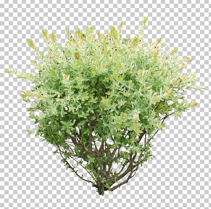 Shrub Tree PNG, Clipart, Box, Branch, Bridalwreaths, Bush, Face Free PNG Download