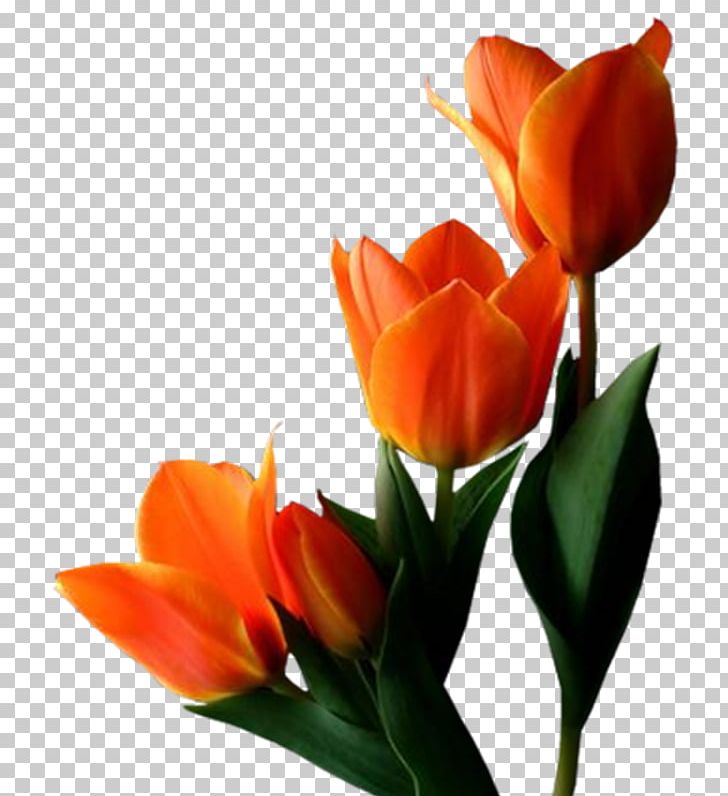 Tulips In A Vase Flower PNG, Clipart, Bud, Computer Icons, Cut Flowers, Desktop Wallpaper, Floristry Free PNG Download