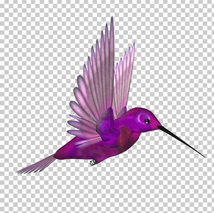 Hummingbird Flight Beak Wing PNG, Clipart, Beak, Bird, Bird Cage, Bird Flight, Birds Free PNG Download