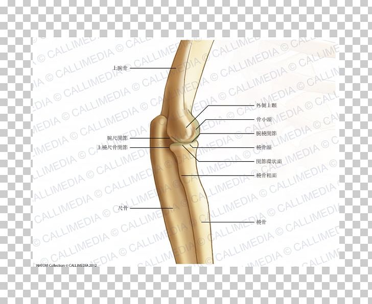 Thumb Elbow Bone Humerus Joint PNG, Clipart, Anatomy, Angle, Arm, Bone, Distal Radioulnar Articulation Free PNG Download