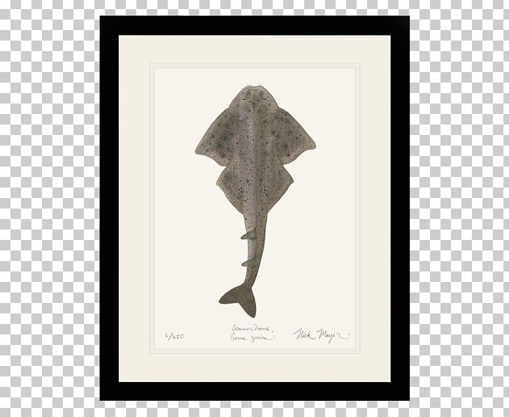 Angelshark Nick Mayer Art PNG, Clipart, Angelshark, Animals, Art, Atlantic Ocean, Biologist Free PNG Download