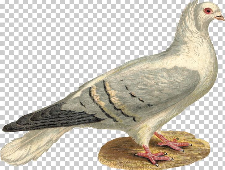 Photography Others Fauna PNG, Clipart, Beak, Bird, Dove, Drawing, Fauna Free PNG Download