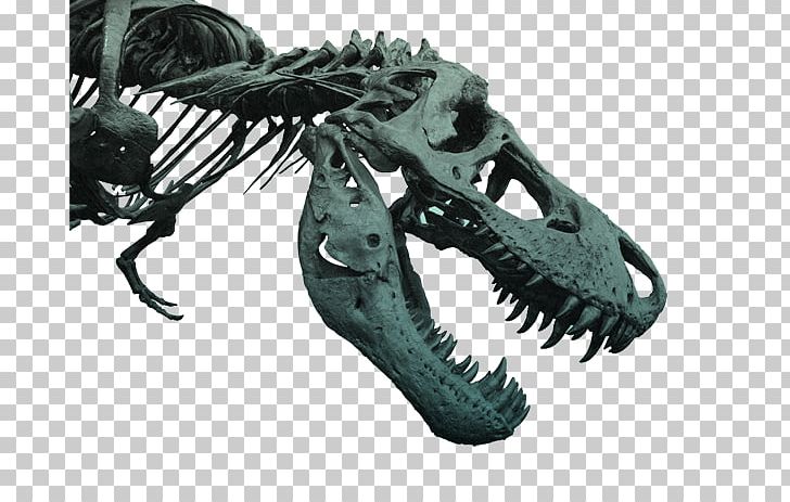 Tyrannosaurus Dinosaur Tarbosaurus Film Triceratops PNG, Clipart, Animal, Dinosaur, Dinosaur Skeleton, Drawing, Film Free PNG Download