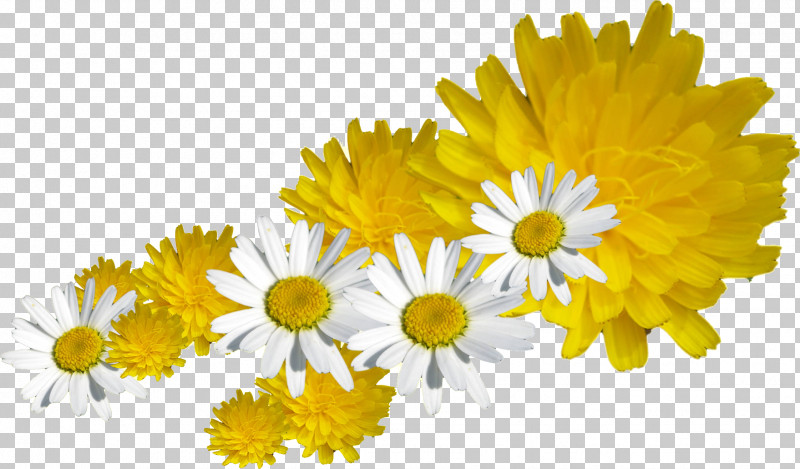 Dandelion PNG, Clipart, 1875white, Abstract Art, Chamomiles, Chrysanthemum, Common Daisy Free PNG Download