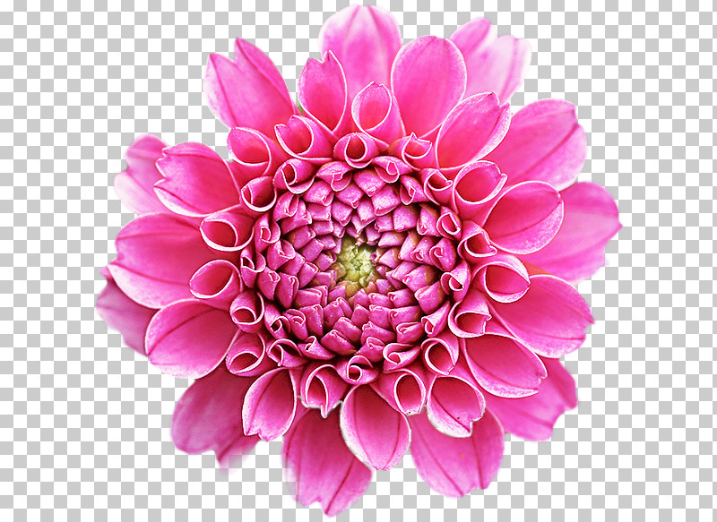Floral Design PNG, Clipart, Aster, Cut Flowers, Dahlia, Daisy Family, Floral Design Free PNG Download