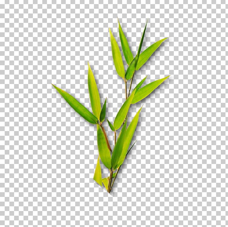 Bamboo Leaf Bamboe PNG, Clipart, Background Green, Bamboe, Bamboo, Commodity, Data Free PNG Download