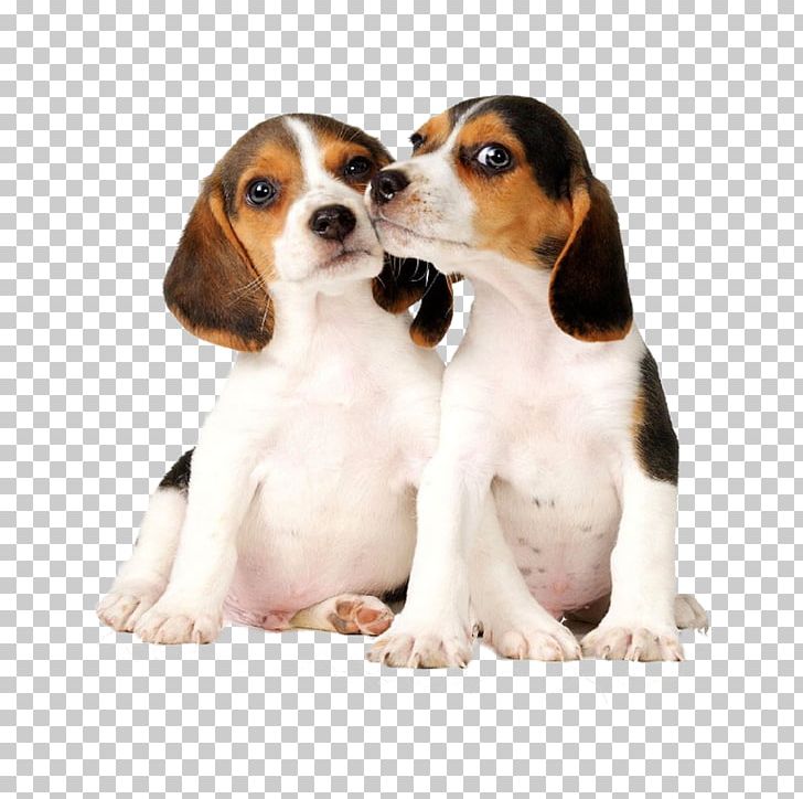Beagle Pug Puppy Affenpinscher Post Cards PNG, Clipart, Affenpinscher, Animals, Beagle, Beagle, Beagle Dog Free PNG Download