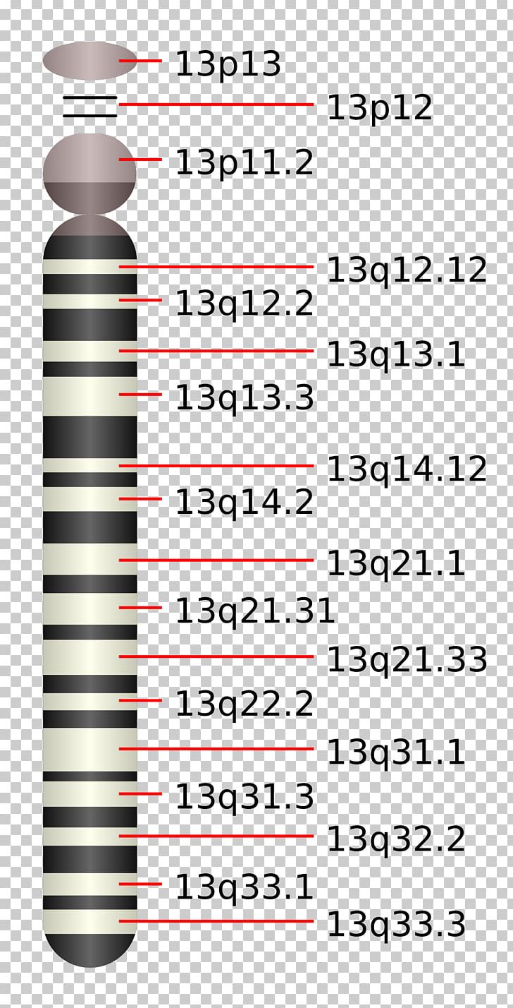 Chromosome 13 Chromosome 14 Patau Syndrome Chromosome 15 (human) PNG, Clipart, Angle, Area, Autosome, Centromere, Chromosome Free PNG Download