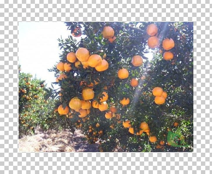 Citrus PNG, Clipart, Citrus, Orange, Tree Free PNG Download