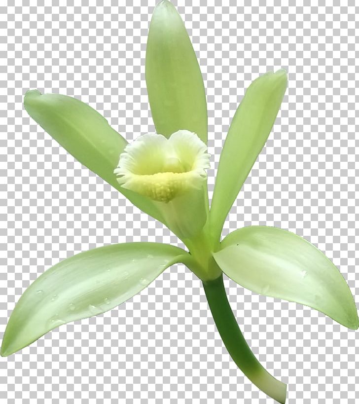 Herb Vanilla PNG, Clipart, Background Green, Blue, Cattleya, Cyan, Flower Free PNG Download