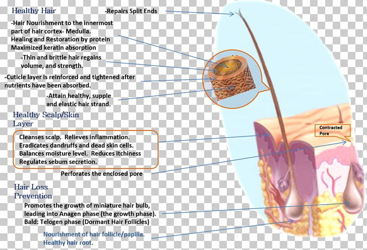 Nutrient Hair Follicle Food Nutrition Png Clipart Angle Blood Diagram Ear Follicle Free Png Download