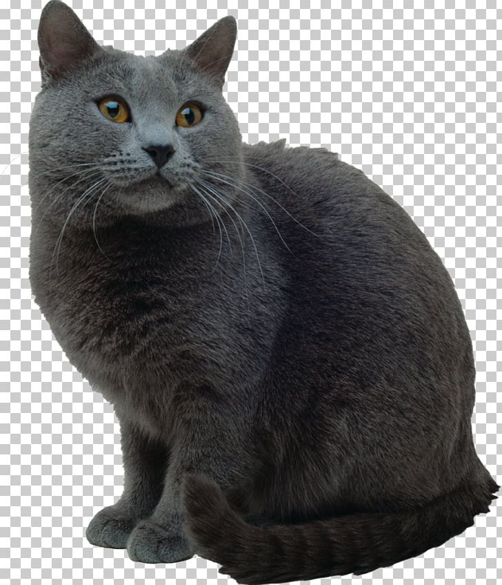 Korat British Shorthair Russian Blue Chartreux Nebelung PNG, Clipart, Asian, Black Cat, Bombay, Bombay Cat, British Shorthair Free PNG Download