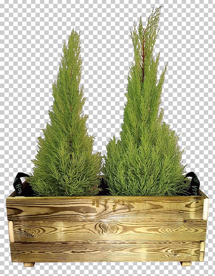 Spruce Larch Grasses Fir Flowerpot PNG, Clipart, Conifer, Cypress Family, Evergreen, False Cypress, Family Free PNG Download