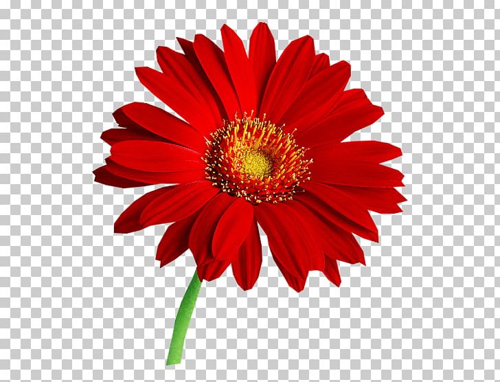 Transvaal Daisy Daisy Family Stock Photography Common Daisy PNG, Clipart, Annual Plant, Blanket Flowers, Chrysanthemum, Chrysanths, Common Daisy Free PNG Download