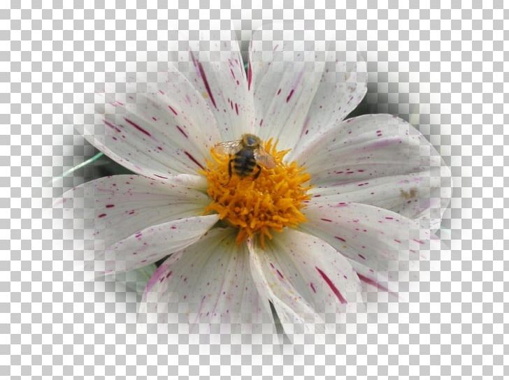 Honey Bee Nectar Desktop Close-up PNG, Clipart, Aster, Bee, Closeup, Closeup, Computer Free PNG Download