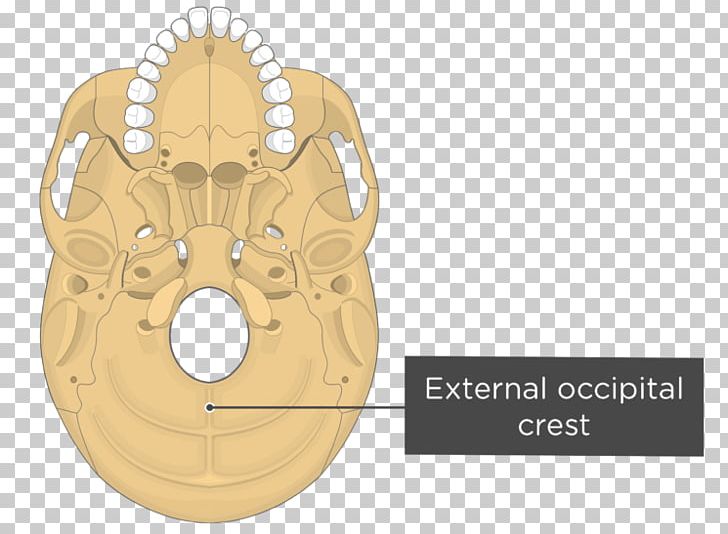 Pterygoid Processes Of The Sphenoid Medial Pterygoid Muscle Sphenoid Bone Lateral Pterygoid Muscle PNG, Clipart, Anatomy, Bone, Calvaria, Lateral Pterygoid Muscle, Lateral Rectus Muscle Free PNG Download