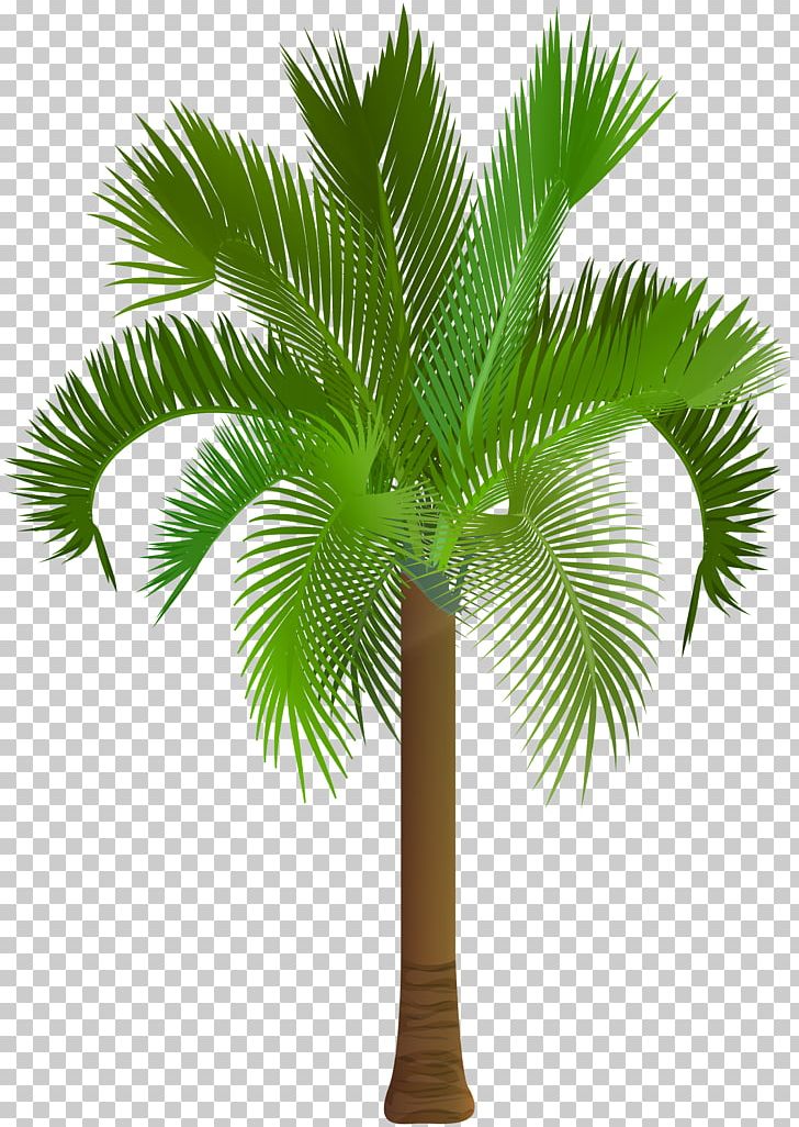 Arecaceae Asian Palmyra Palm PNG, Clipart, Arecaceae, Arecales, Asian Palmyra Palm, Black And White, Borassus Flabellifer Free PNG Download