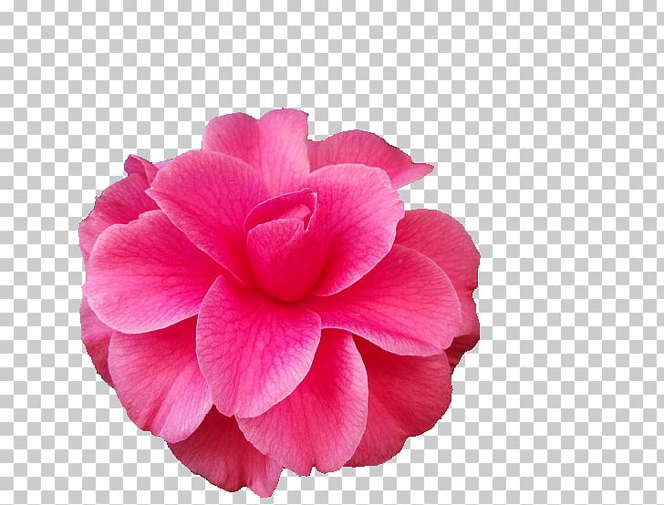 Flower Japanese Camellia The Best Camellias Petal Rose PNG, Clipart, Best, Best Camellias, Camellia, Camellias, Cut Flowers Free PNG Download