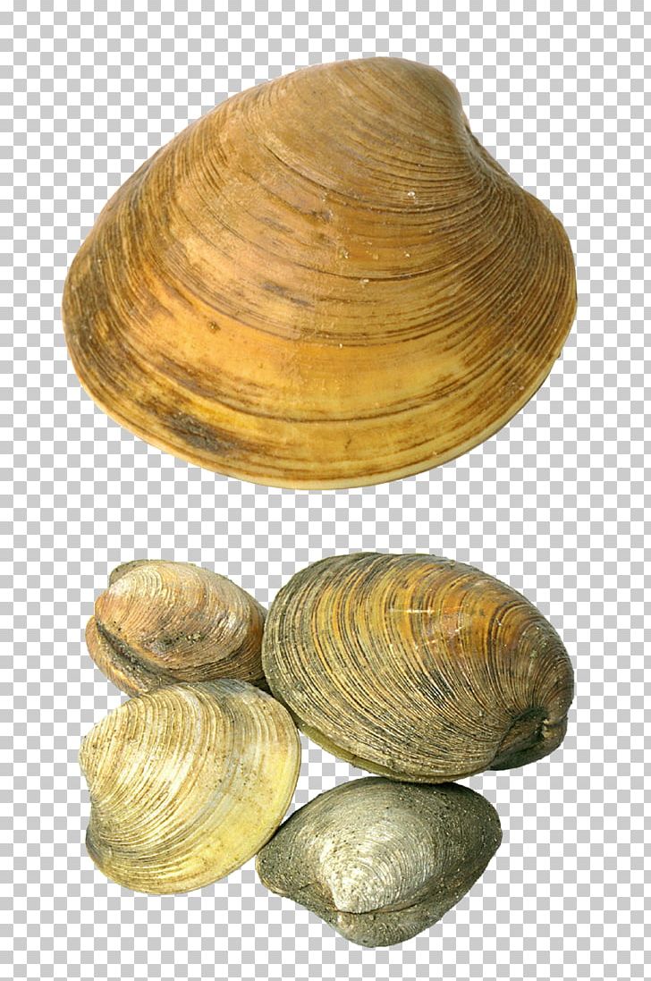 Cockle Seashell Transparency And Translucency PNG, Clipart, Animals, Animal Source Foods, Baltic Clam, Beach, Clam Free PNG Download