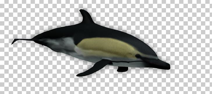 Short-beaked Common Dolphin PNG, Clipart, Beak, Bird, Dolphin, Fauna, Fin Free PNG Download
