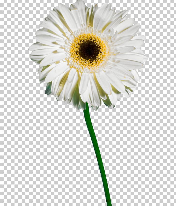 Common Daisy Oxeye Daisy Transvaal Daisy Chrysanthemum Petal PNG, Clipart, Annual Plant, Argyranthemum Frutescens, Aster, Asterales, Daisy Family Free PNG Download