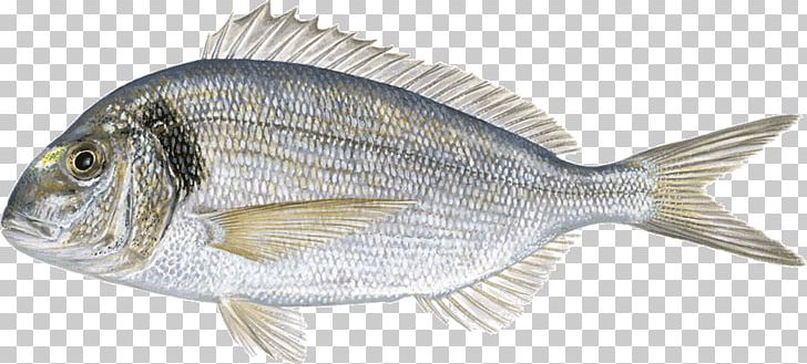 Gilt-head Bream Fried Fish Fishing PNG, Clipart, Animal Figure, Animal Source Foods, Black Seabream, Bluefin Tuna, Bream Free PNG Download