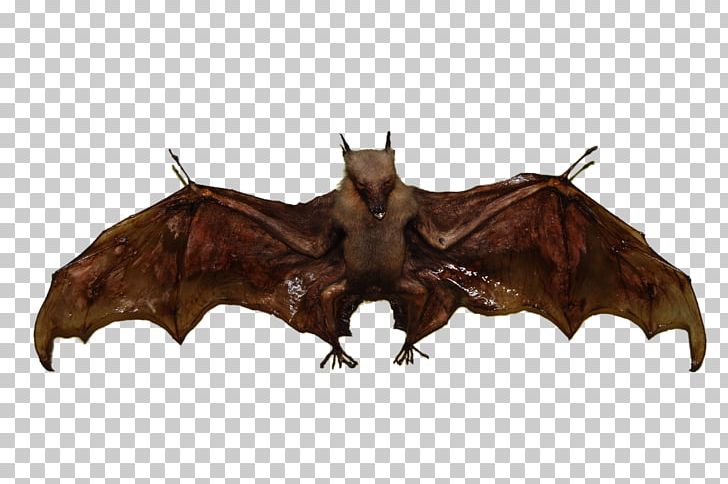 Mexican Free-tailed Bat Flight PNG, Clipart, Angels Wings, Angel Wing, Angel Wings, Animal, Animals Free PNG Download