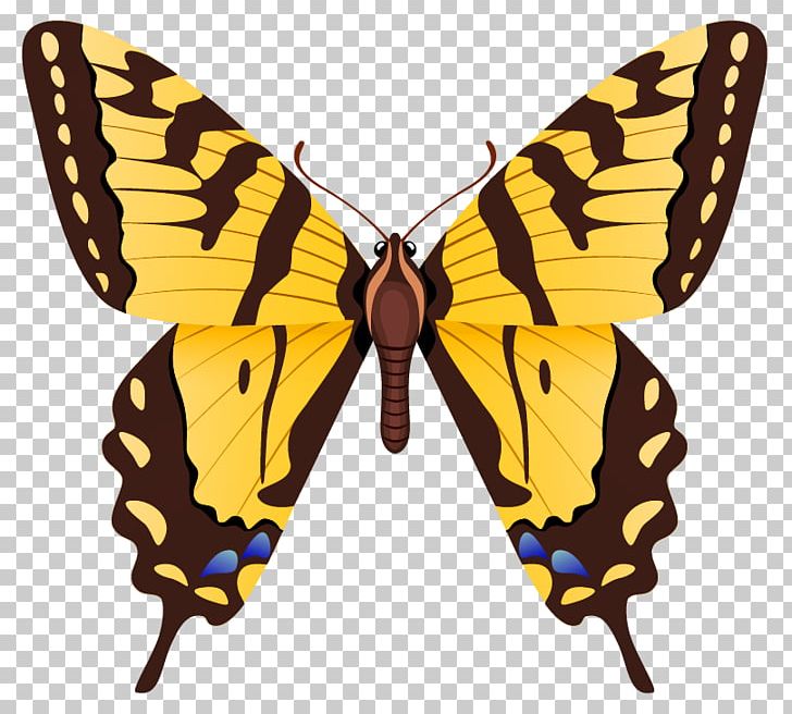 Monarch Butterfly Eastern Tiger Swallowtail Swallowtail Butterfly Pieridae PNG, Clipart, Arthropod, Brush Footed Butterfly, Butterfly, Drawing, Eastern Tiger Swallowtail Free PNG Download
