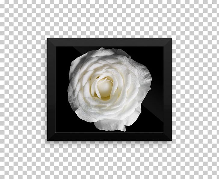 Photography Poster Black And White Rose PNG, Clipart, Black And White, Canvas Print, Drawing, Flower, Flowering Plant Free PNG Download
